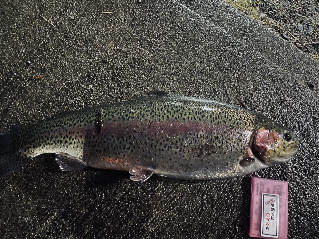 【頂鱒５７ｃｍ】全体