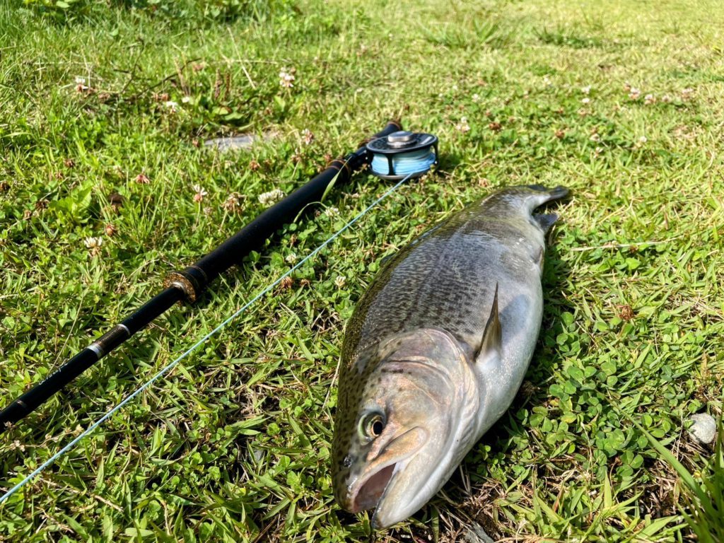 【驚ロック５５ｃｍ】全体