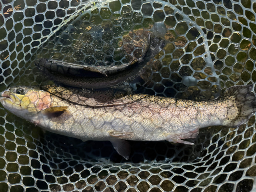 【頂鱒５３ｃｍ】全体