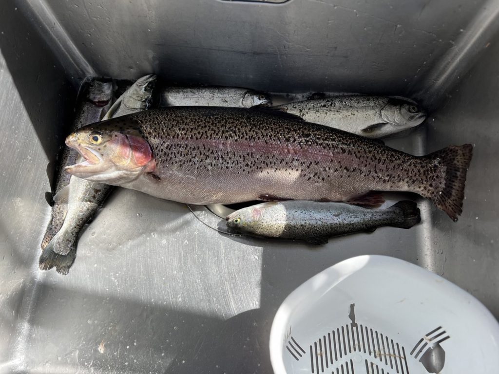 【頂鱒６０ｃｍ】全体