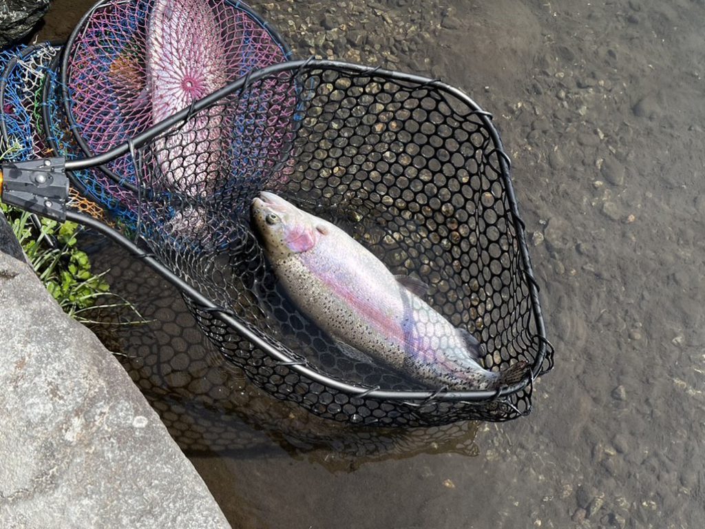 【頂鱒５５ｃｍ】全体