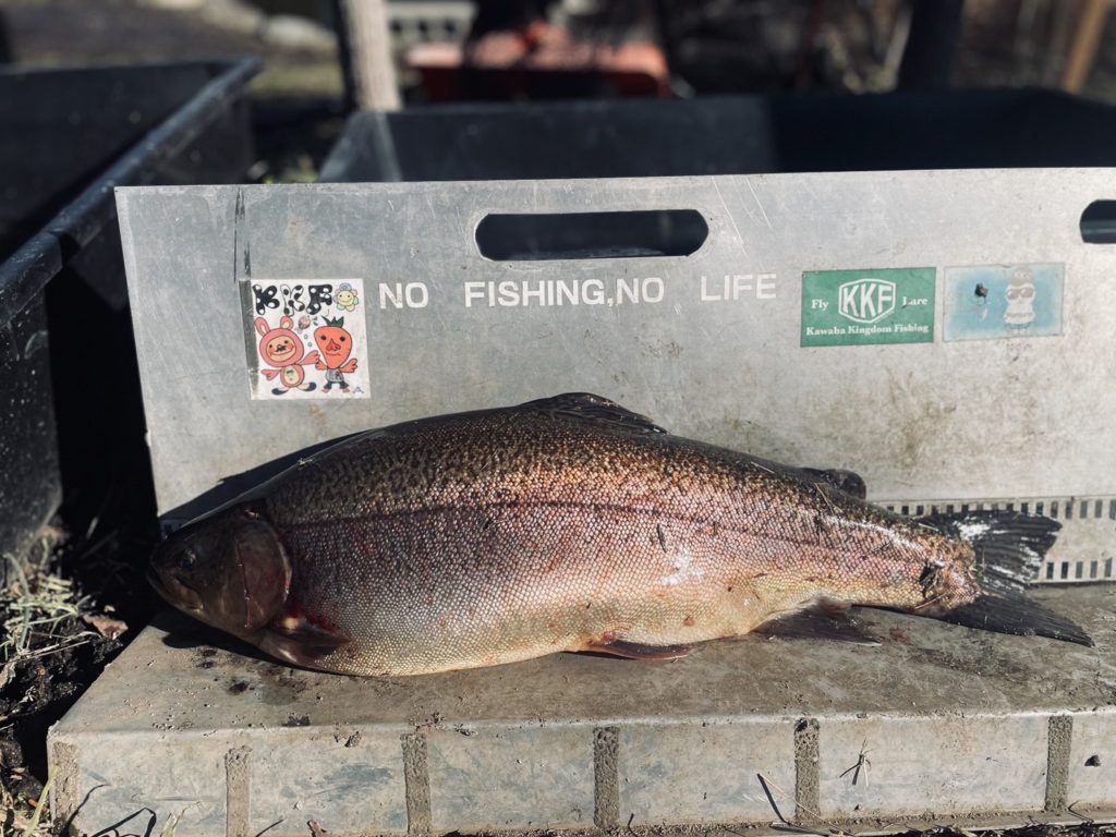 【驚ロック６１ｃｍ】全体