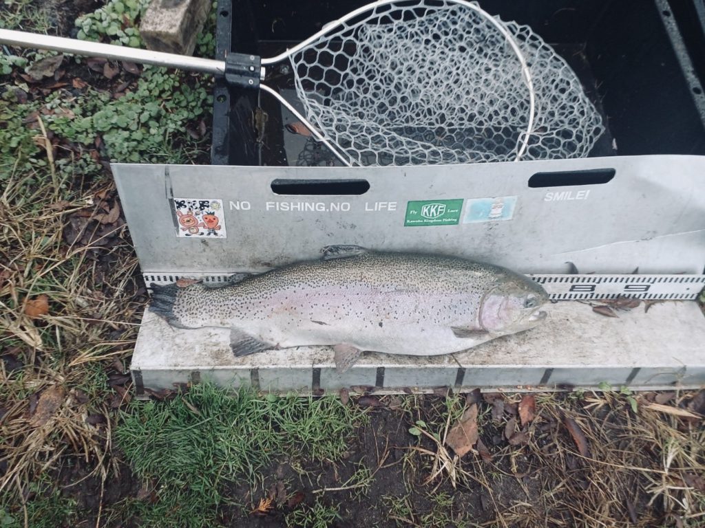 【頂鱒７０ｃｍ】全体