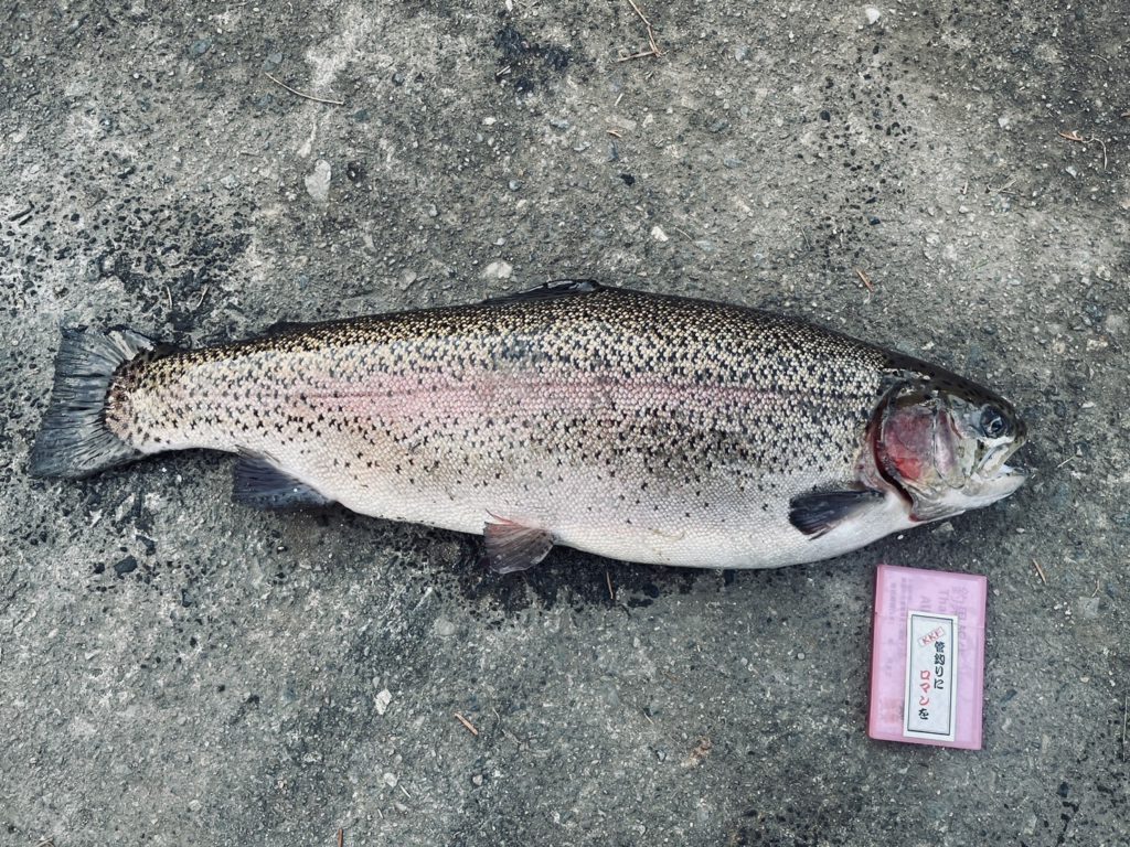 【頂鱒５９ｃｍ】全体