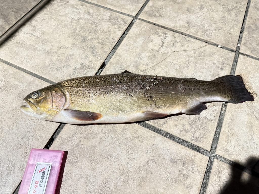 【驚ロック５５ｃｍ】全体