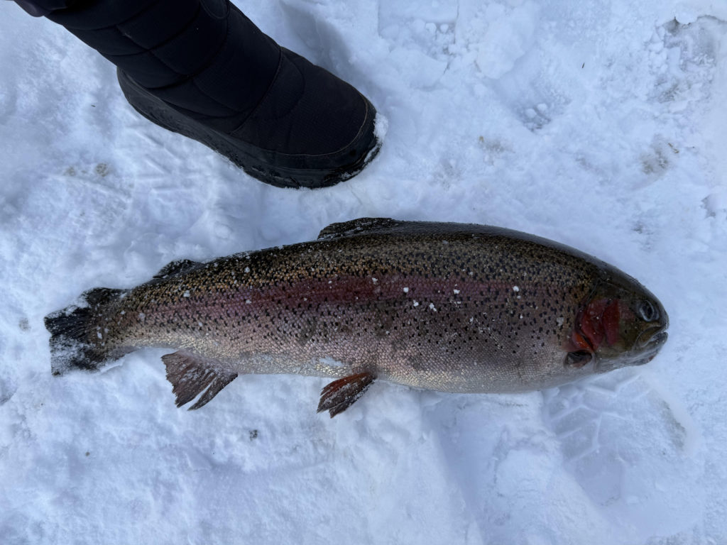 【頂鱒６０ｃｍ】全体