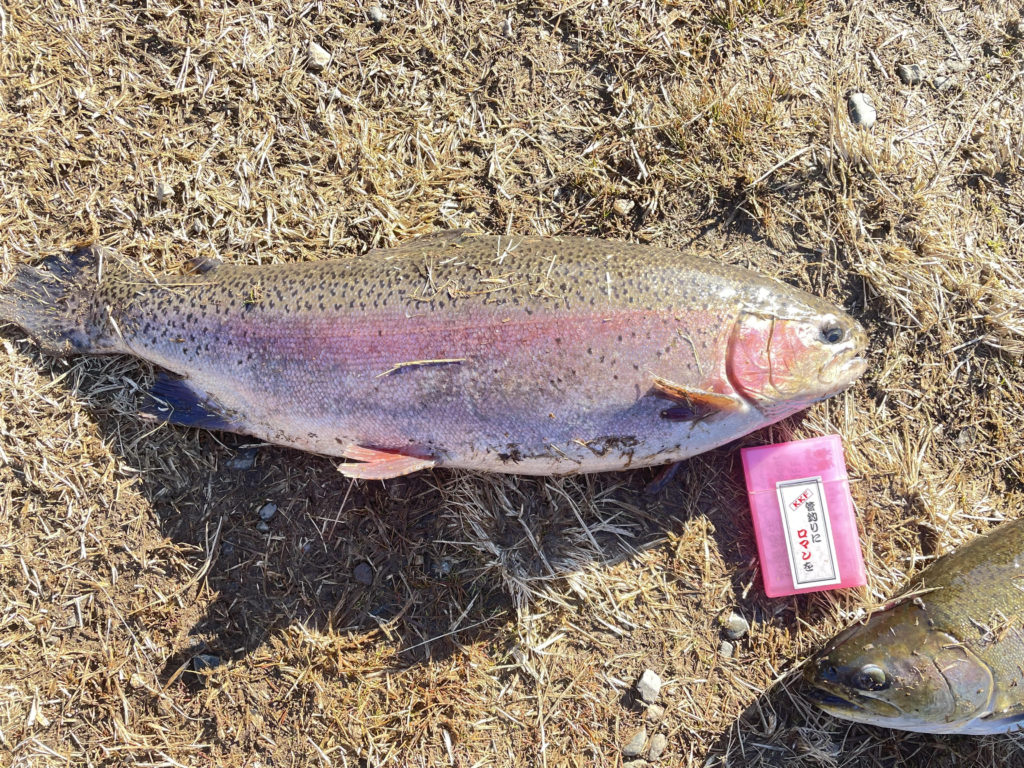 【頂鱒５９ｃｍ】全体