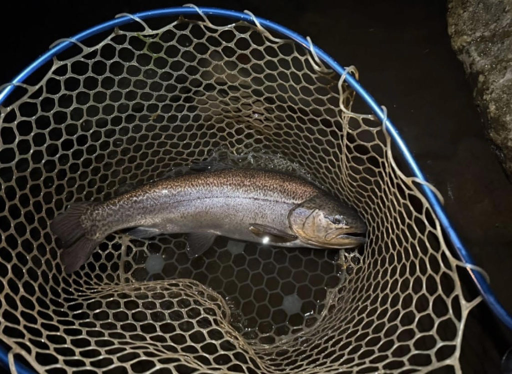 【驚ロック５３ｃｍ】全体