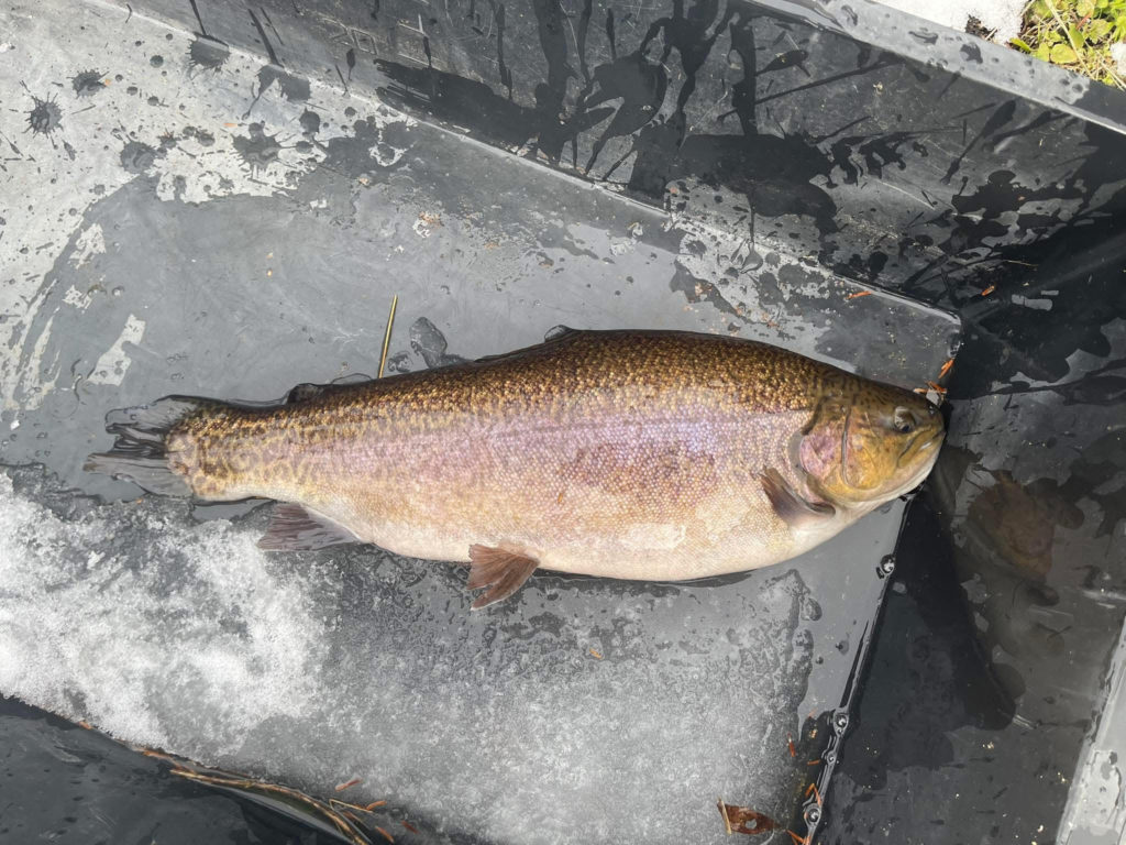 【驚ロック５３ｃｍ】全体