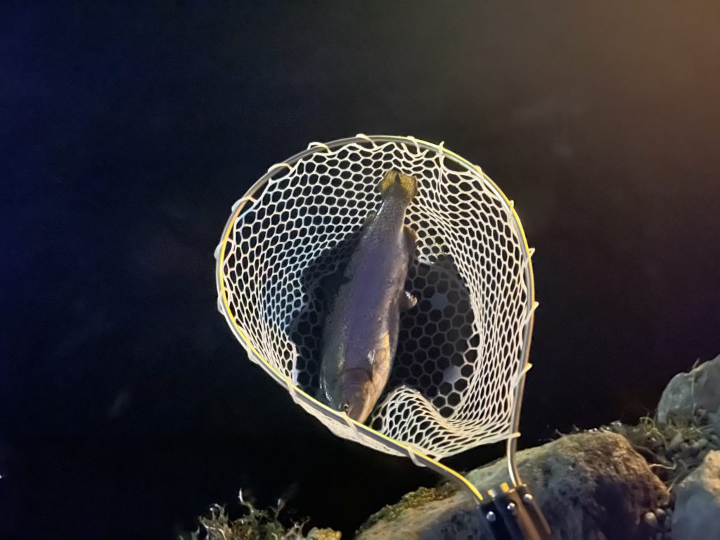 【頂鱒５６ｃｍ】全体