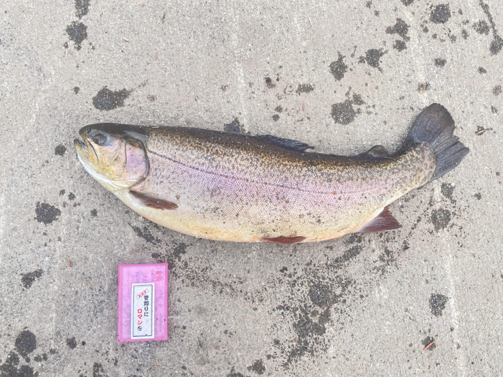 【驚ロック５７ｃｍ】全体