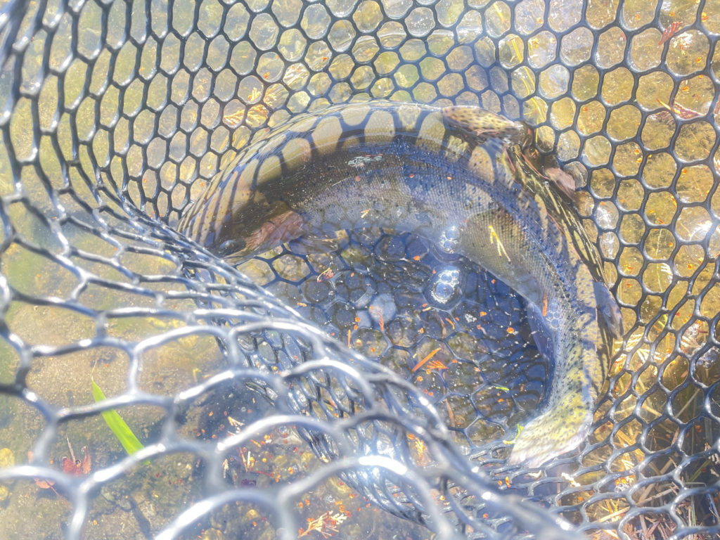 【頂鱒５１ｃｍ】全体