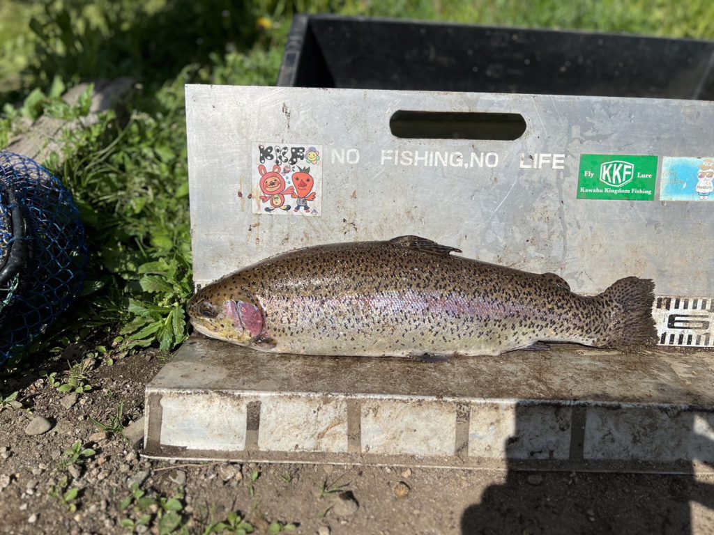 【頂鱒５５ｃｍ】全体