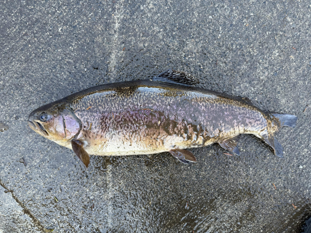 【驚ロック５０ｃｍ】全体