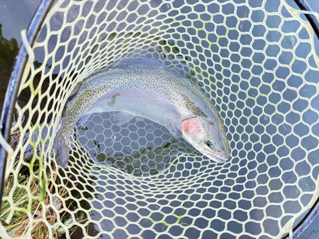 【頂鱒５１ｃｍ】全体