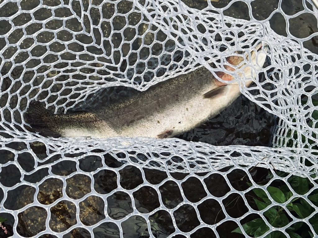 【頂鱒５３ｃｍ】全体