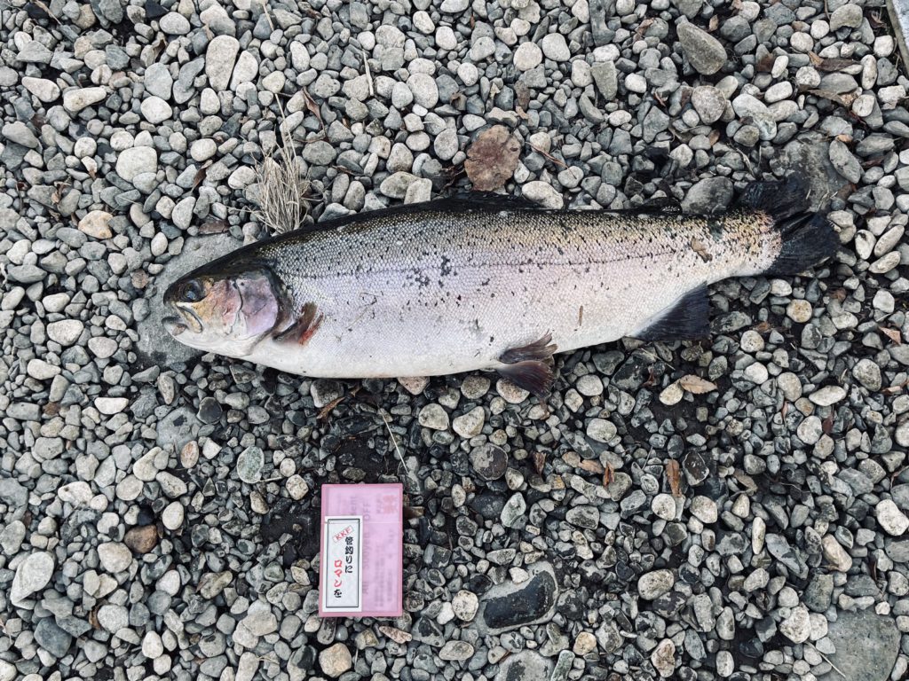 【頂鱒５６ｃｍ】全体