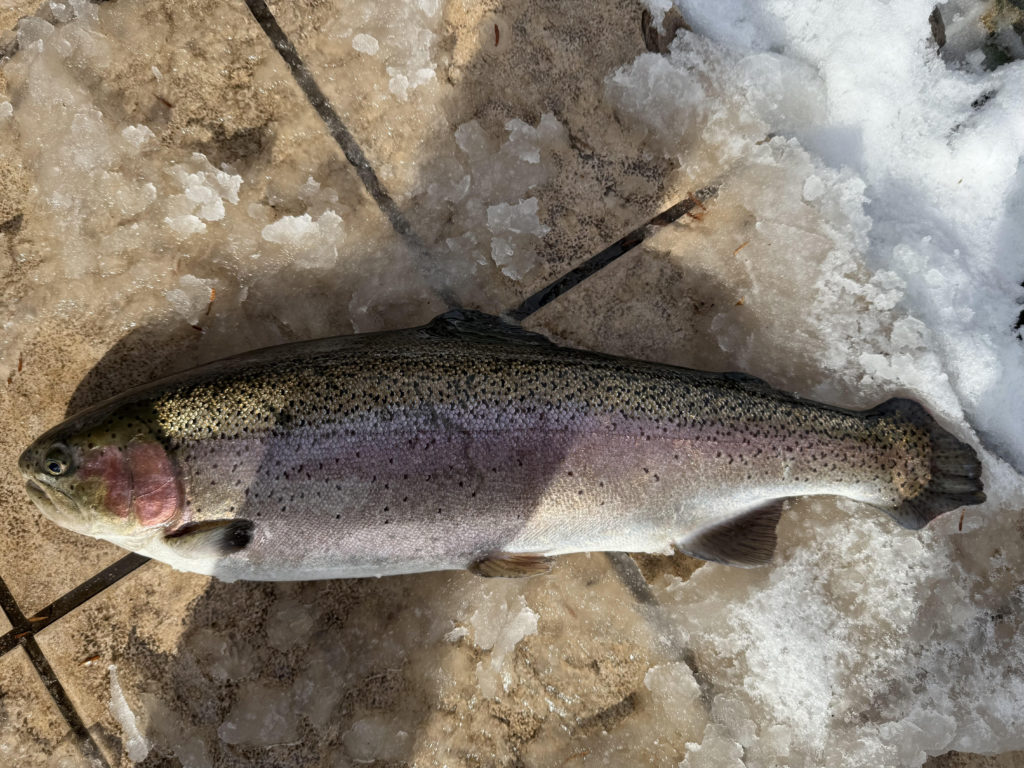 【頂鱒５６ｃｍ】全体