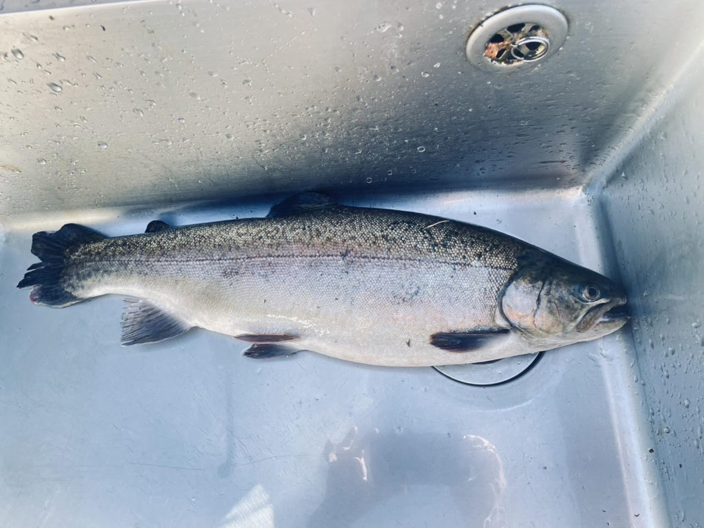 【驚ロック５１ｃｍ】全体