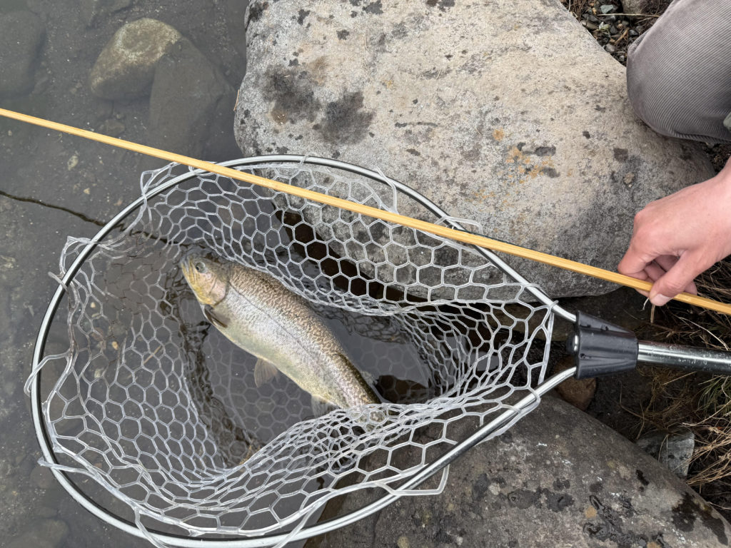 【驚ロック５５ｃｍ】全体