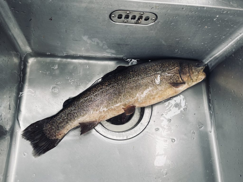 【驚ロック５６ｃｍ】全体