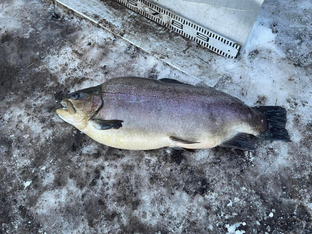 【驚ロック６６ｃｍ】全体