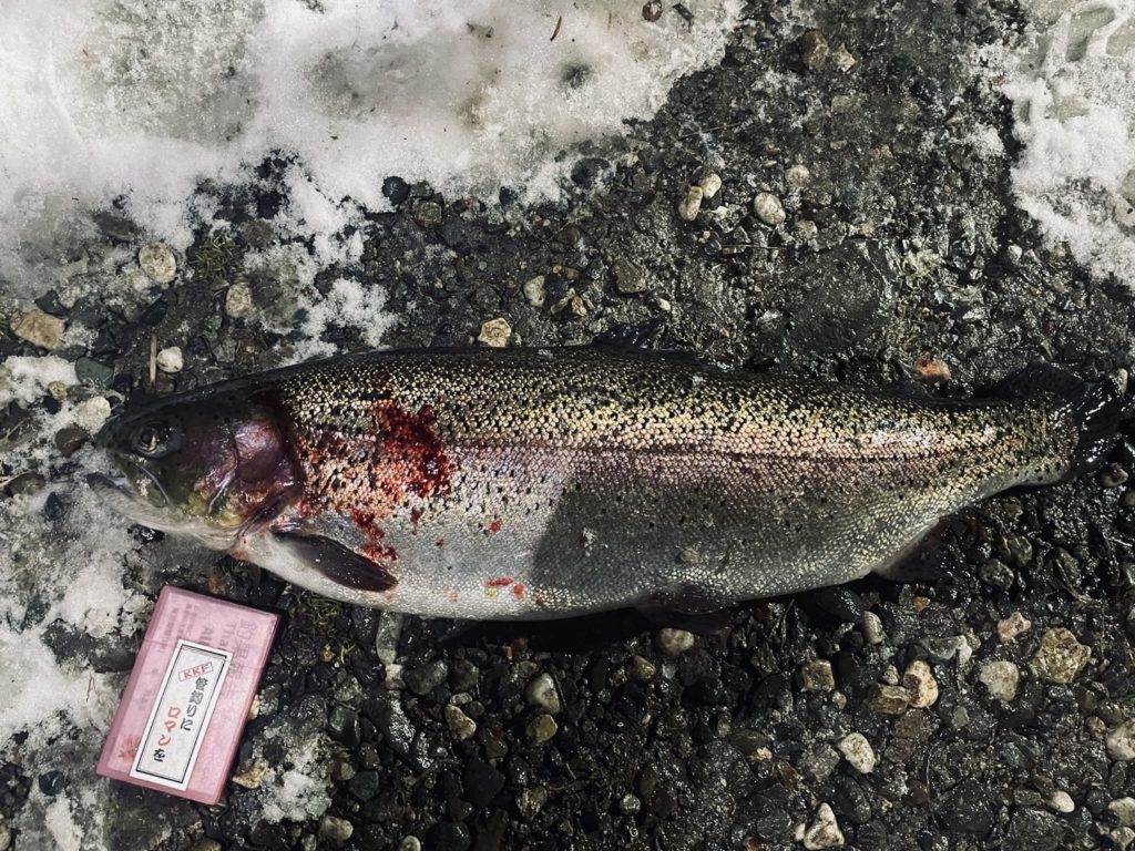 【頂鱒６１ｃｍ】全体