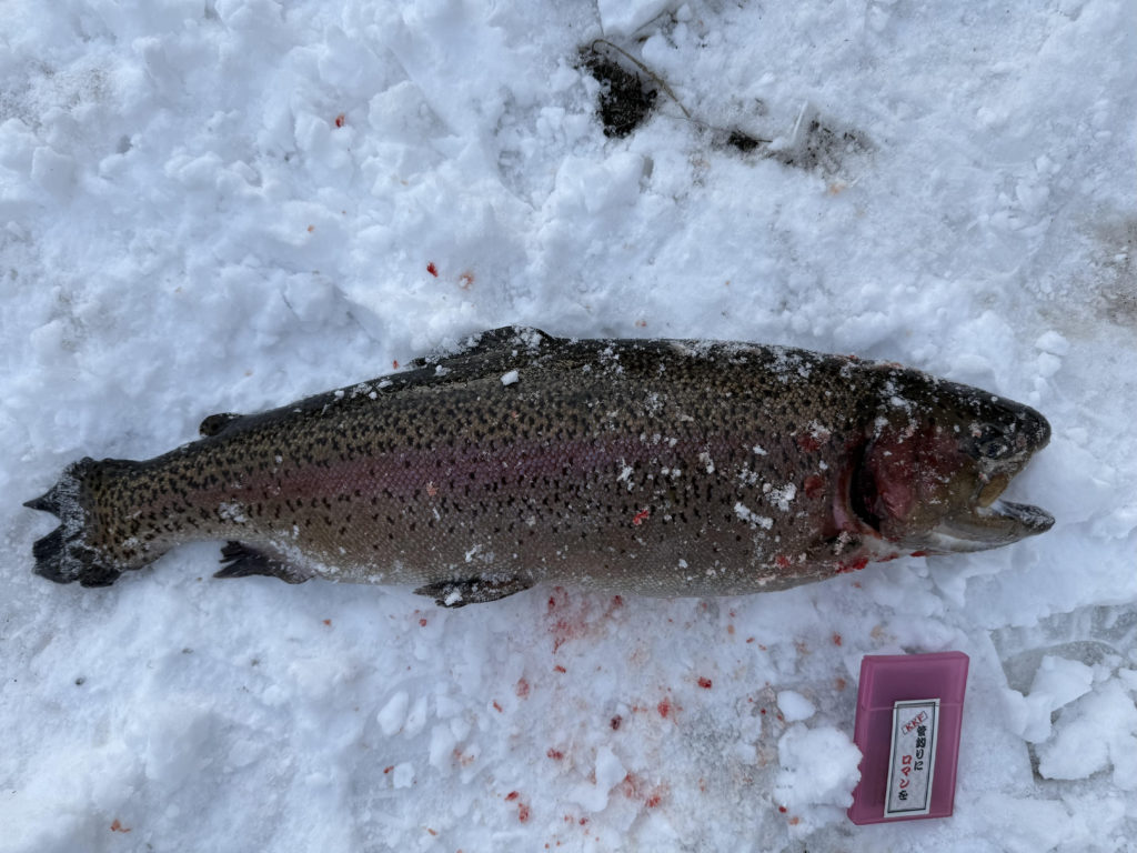 【頂鱒６２ｃｍ】全体