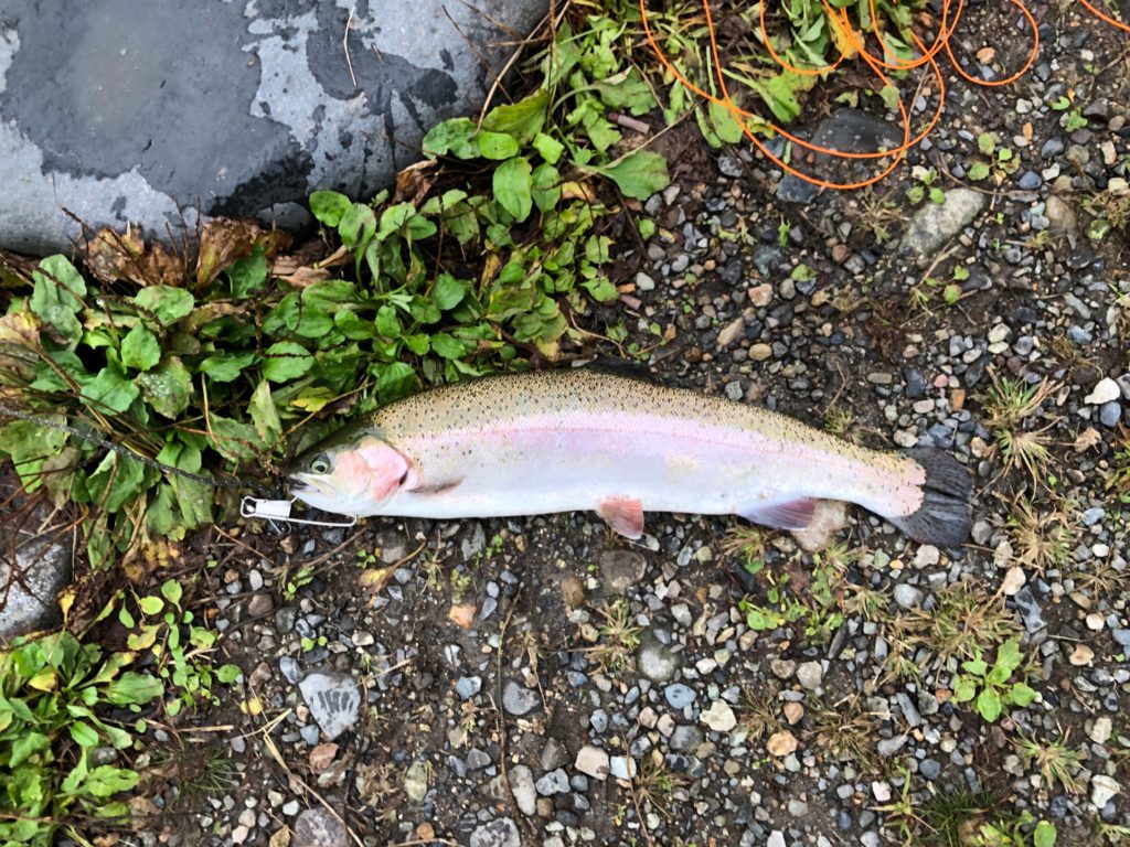 【頂鱒５１ｃｍ】全体