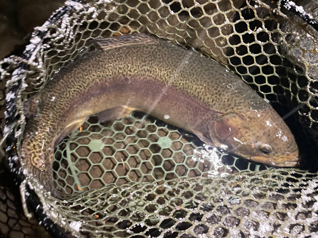 【驚ロック７０ｃｍオーバー】全体