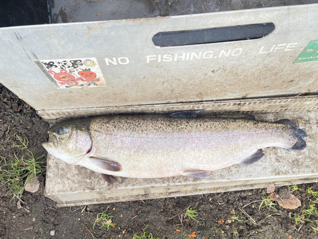 【驚ロック５５ｃｍ】全体