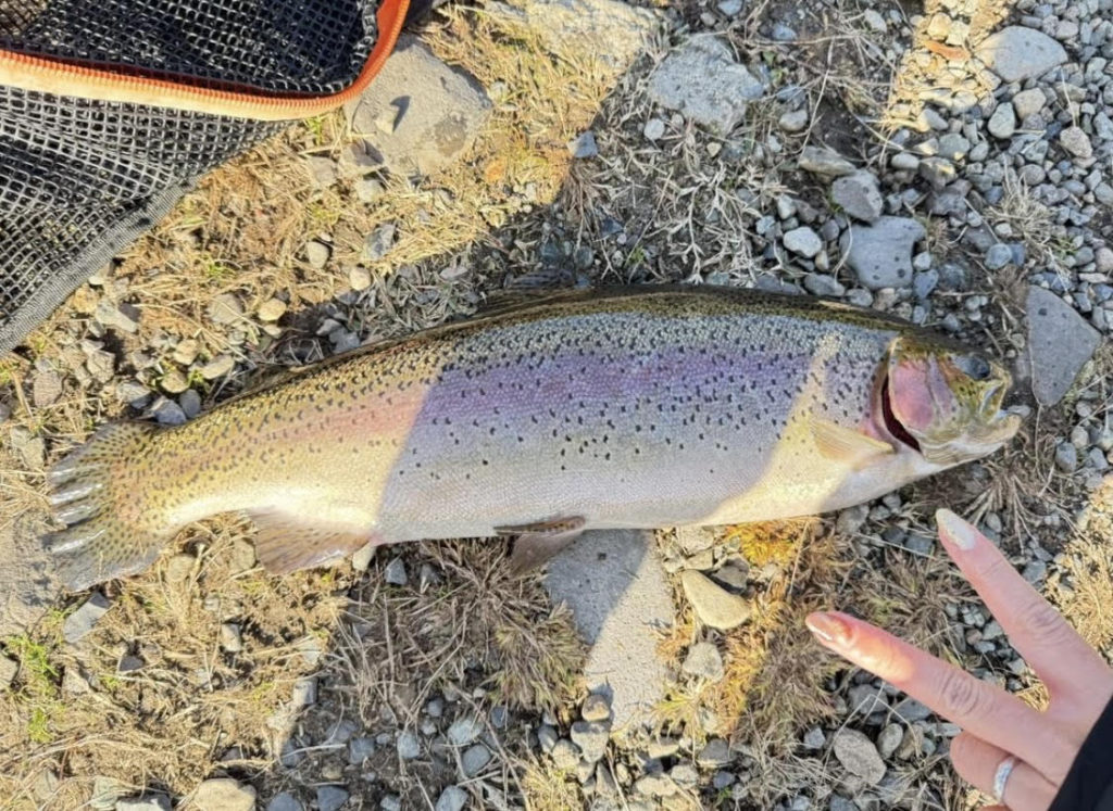 【頂鱒52cm】全体