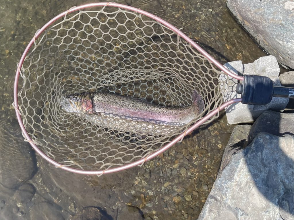 【頂鱒５６ｃｍ】全体