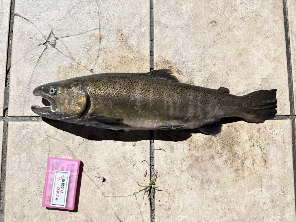 【桜来夢５２ｃｍ】全体