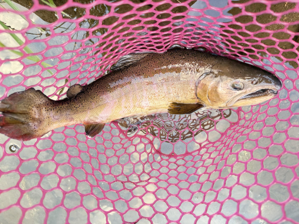 【桜来夢５０ｃｍ】全体