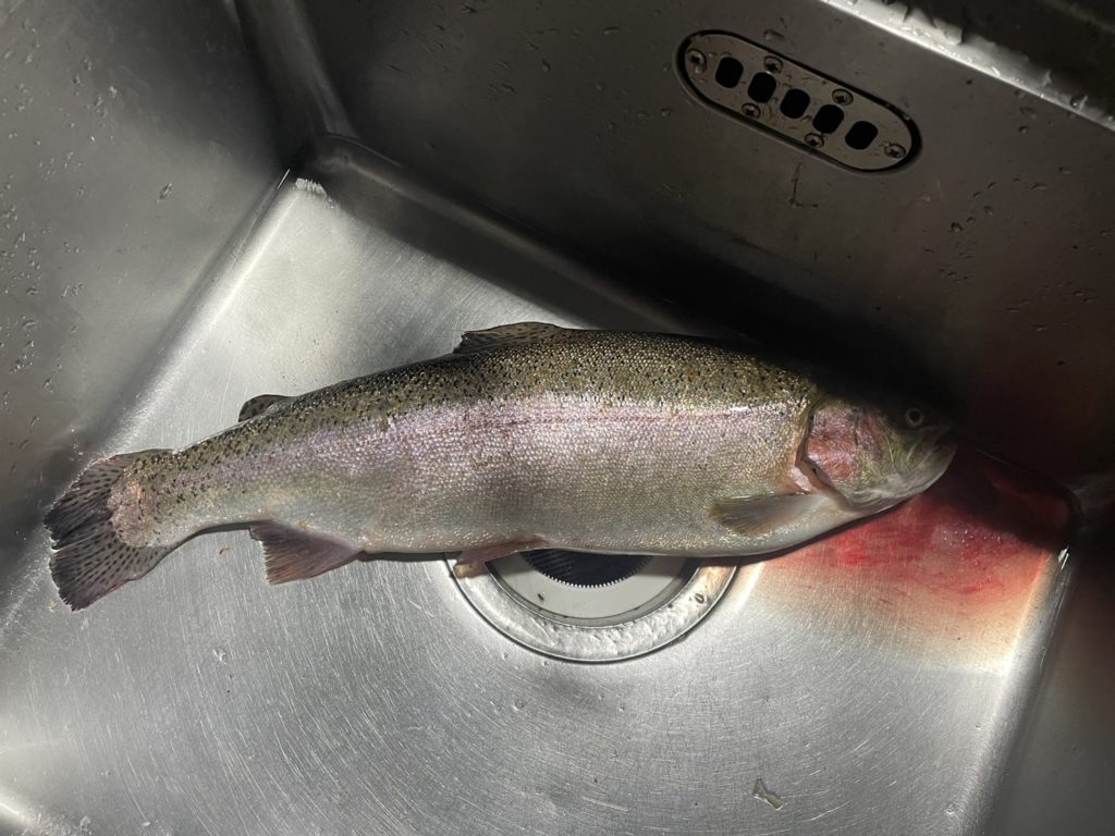 【頂鱒54cm】全体