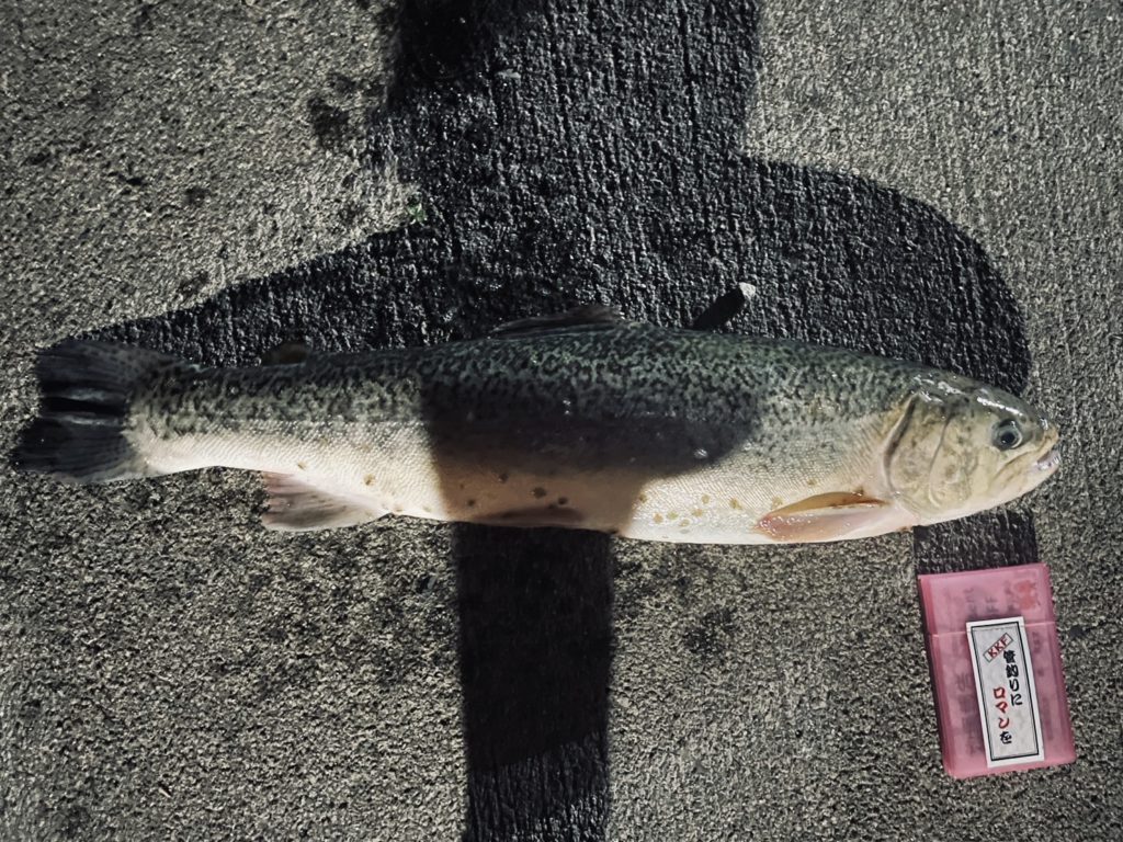 【驚ロック53cm】全体