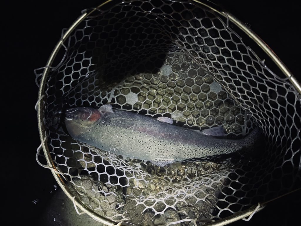 【頂鱒５７cm】全体