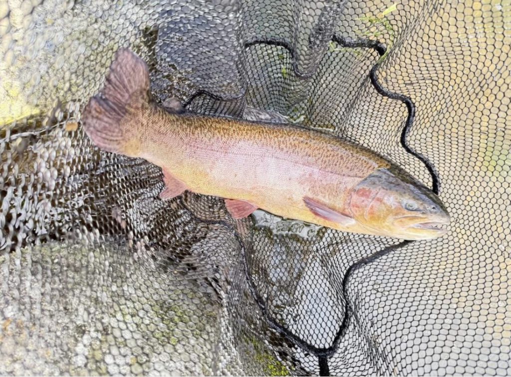 【驚ロック５５cm】全体