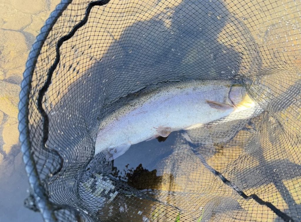 【驚ロック５７cm】全体