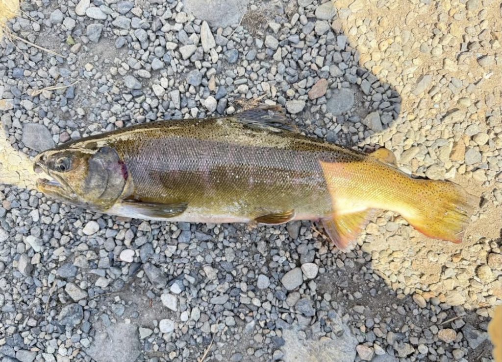 【桜来夢５２cm】全体