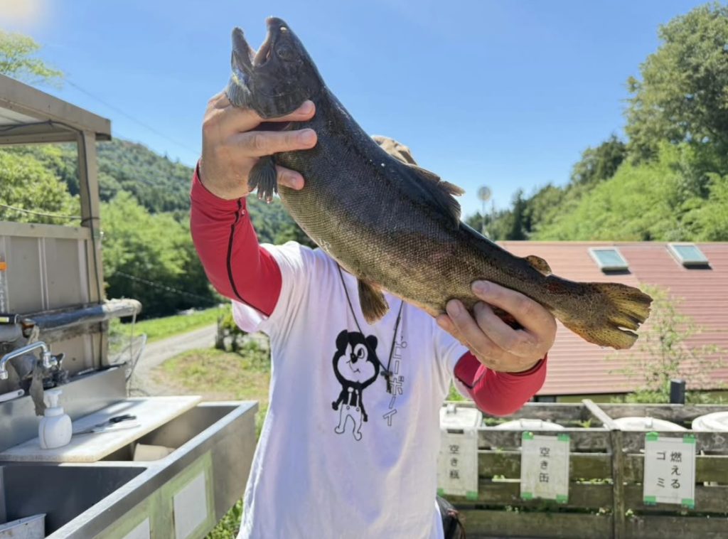 【桜来夢５２cm】全体