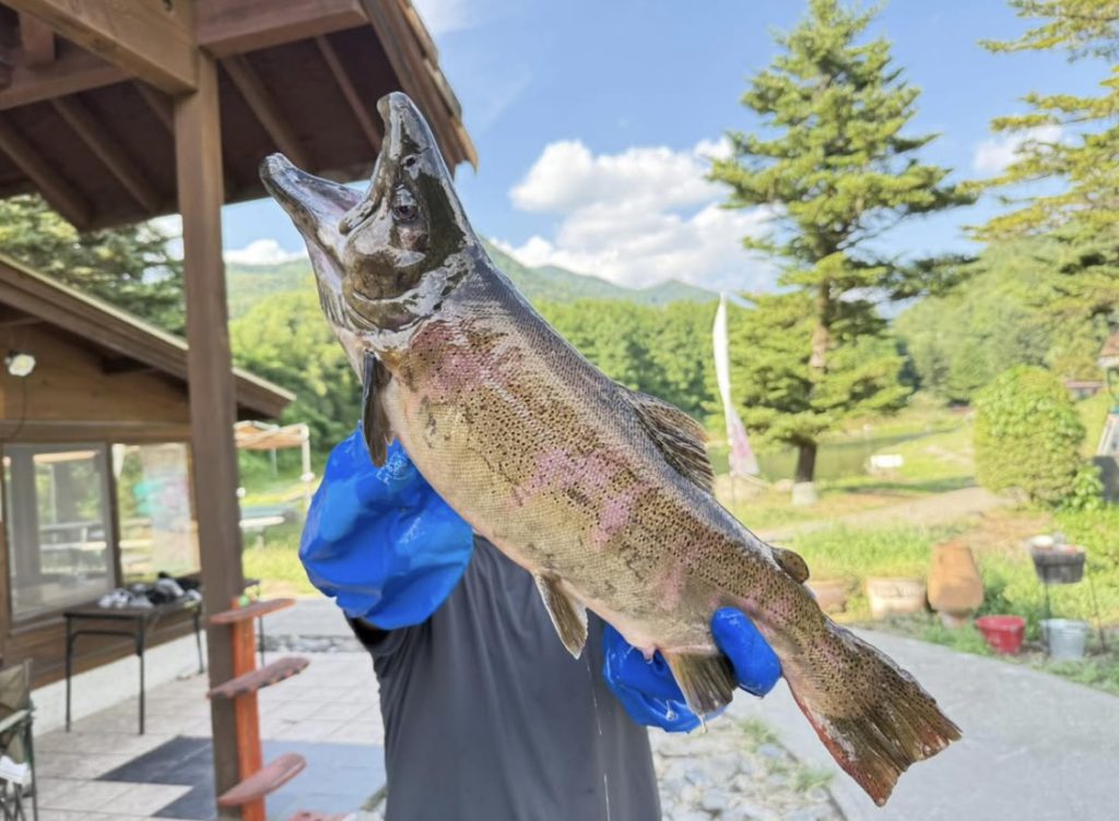 【桜来夢５５cm】全体