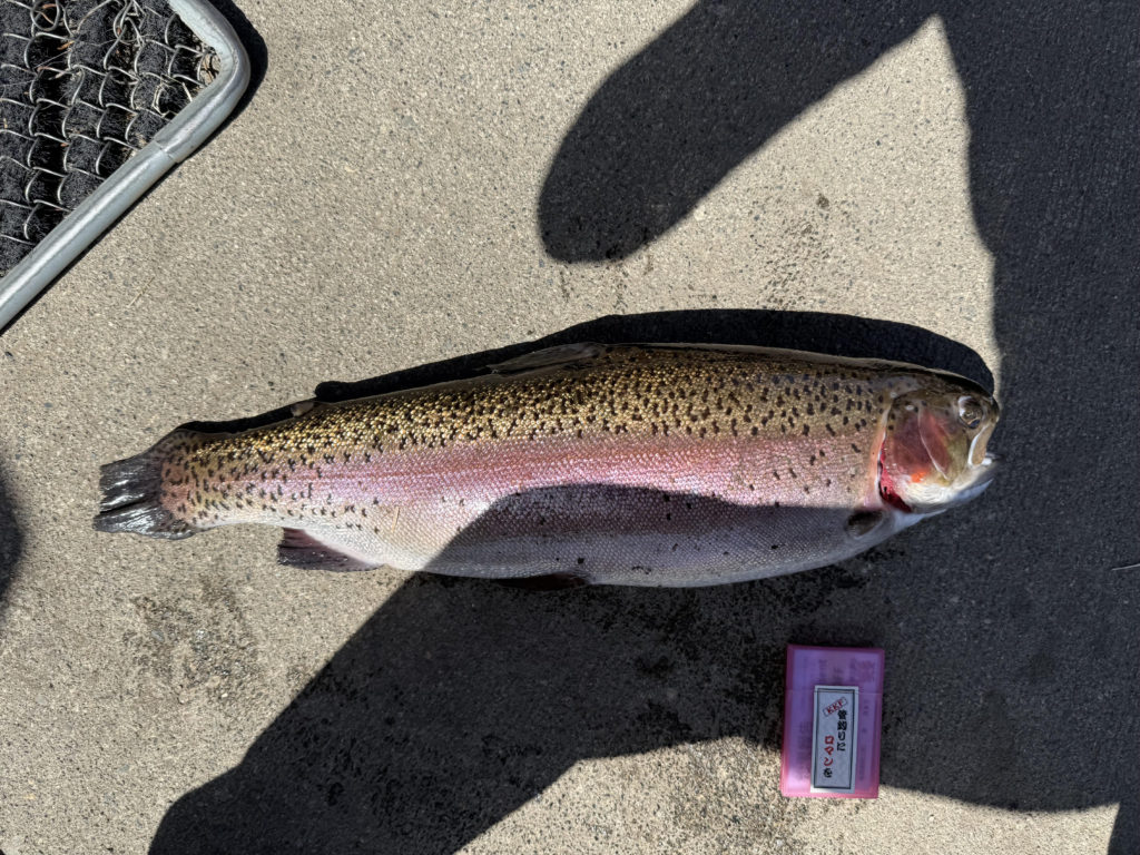 【頂鱒６０ｃｍ】全体