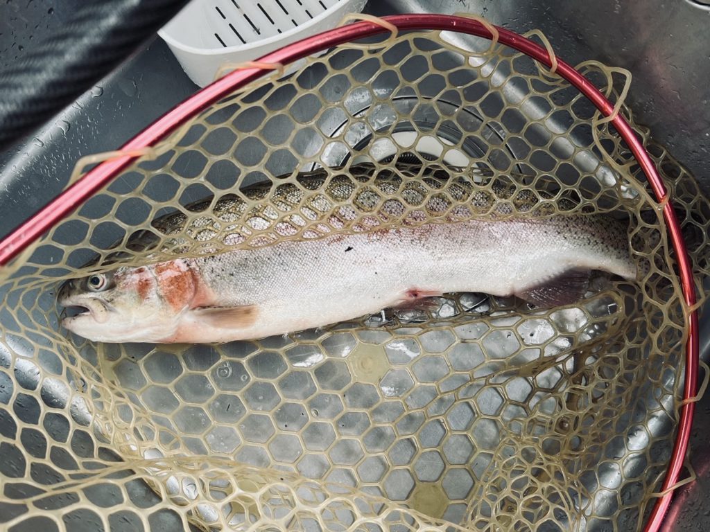 【頂鱒５５ｃｍ】全体