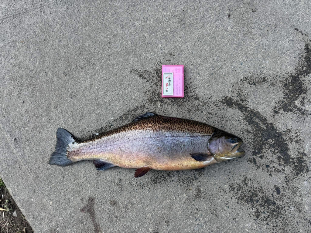 【驚ロック５２ｃｍ】全体