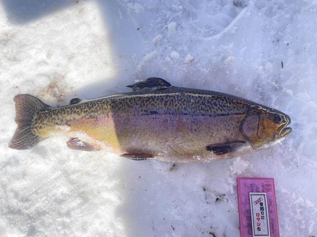 【驚ロック５２ｃｍ】全体