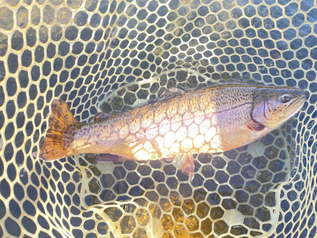 【驚ロック５２ｃｍ】全体