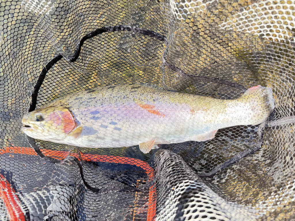 【頂鱒５１ｃｍ】全体