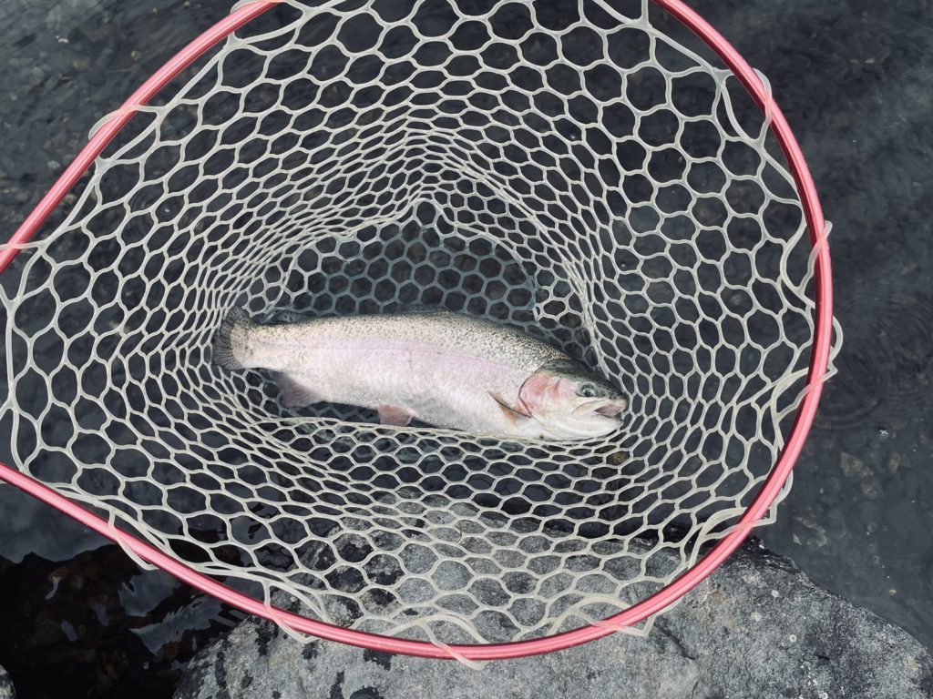 【頂鱒５３ｃｍ】全体